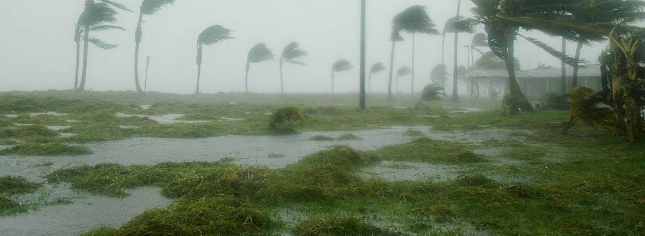 hurricane trees