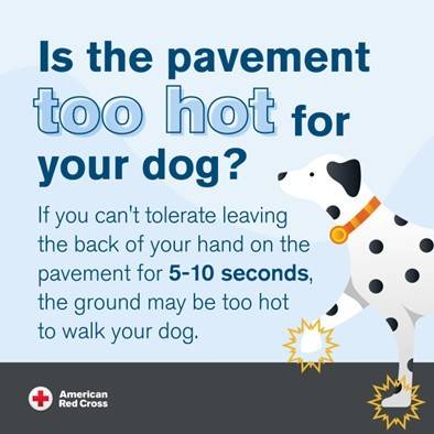 Graphic with Dalmatian and warning about hot pavements and dog’s paws